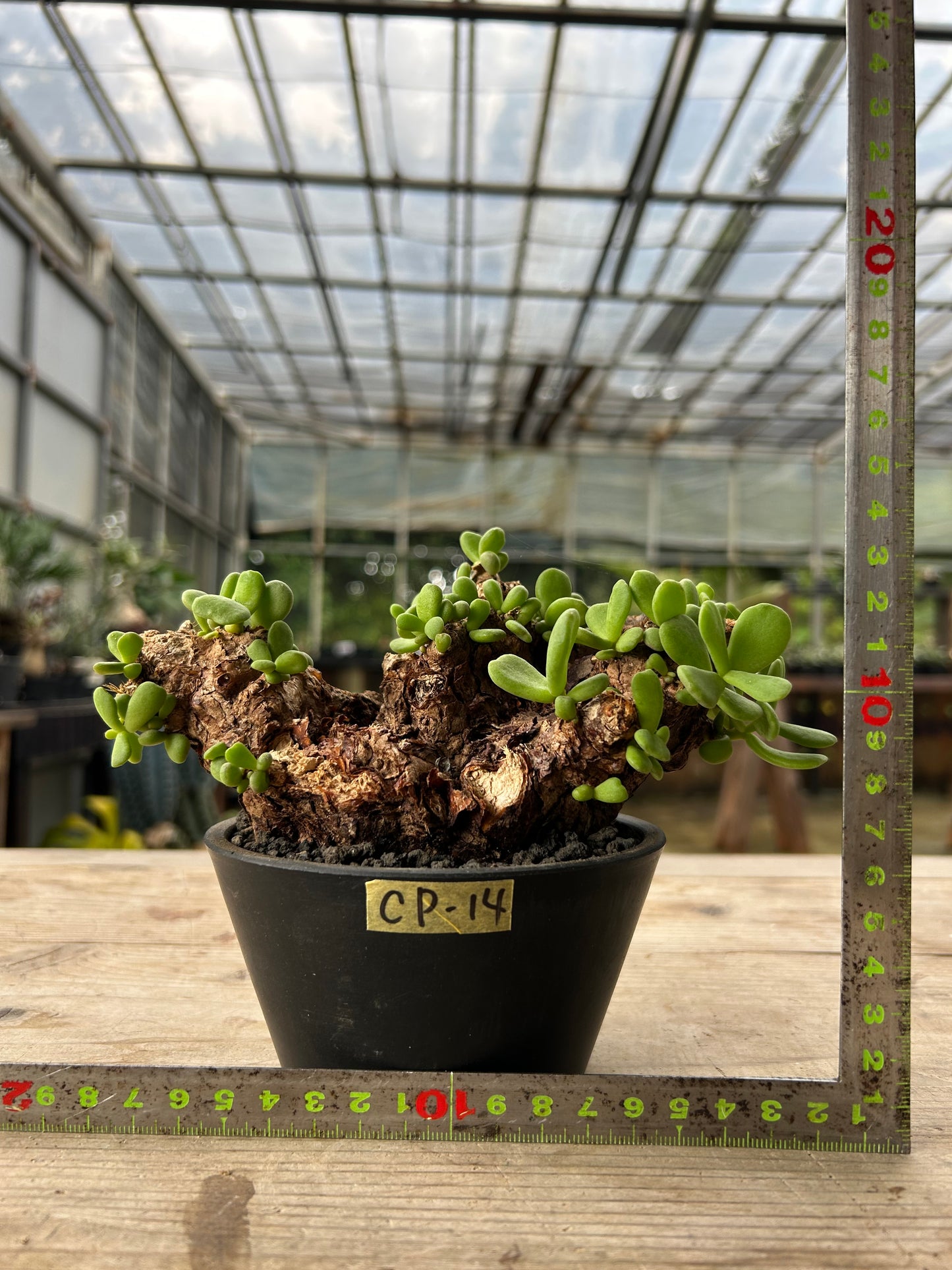 CP-14  ケラリア・ピグマエア