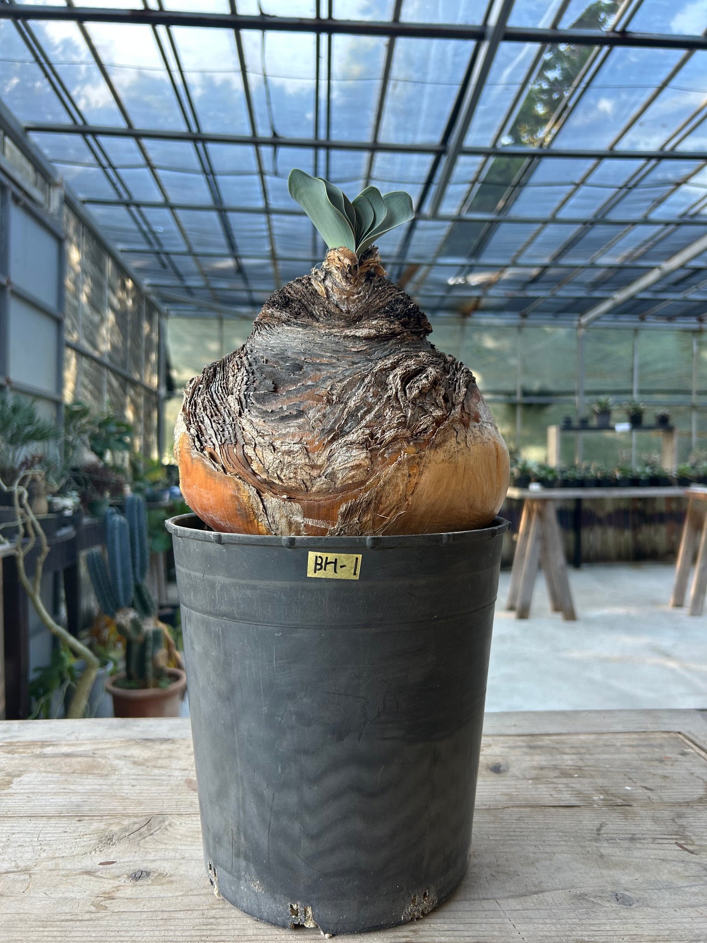 BH-1 ブーファン・ハエマンソイデス