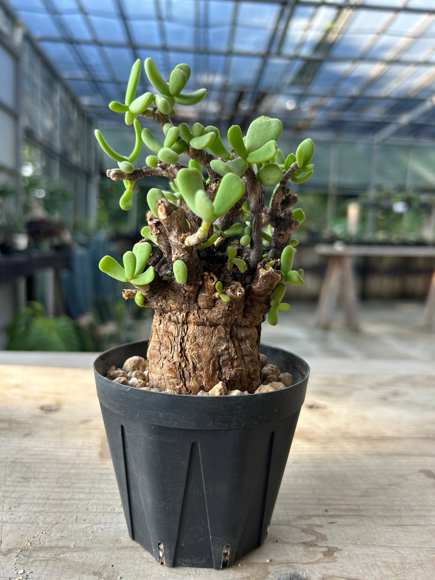 CP-11  ケラリア・ピグマエア