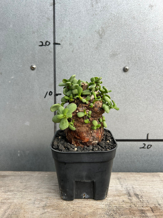 CP-9  ケラリア・ピグマエア