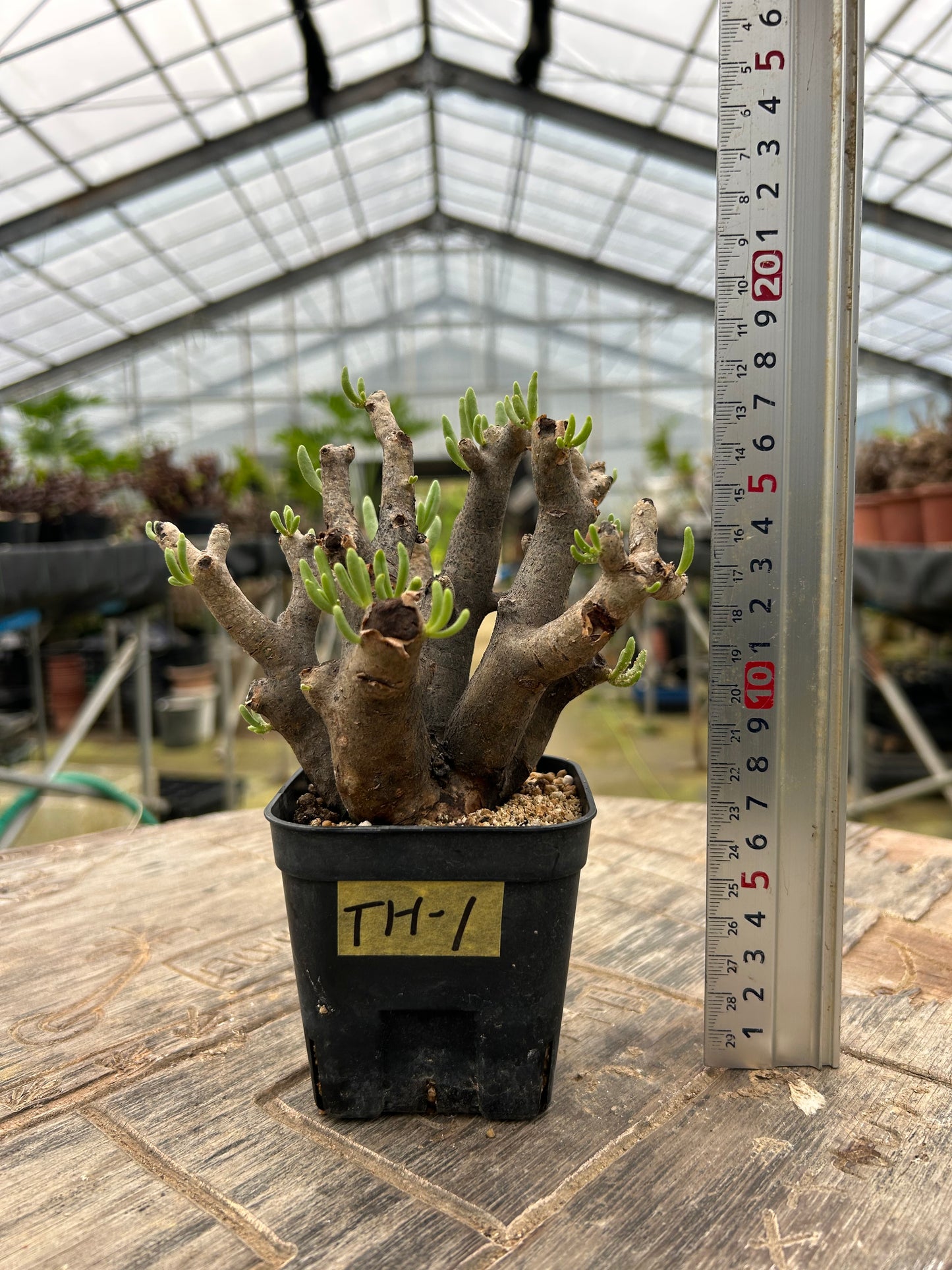 TH-1  チレコドン・ハリー