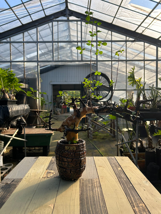 CKー2 コミフォラ　カタフ