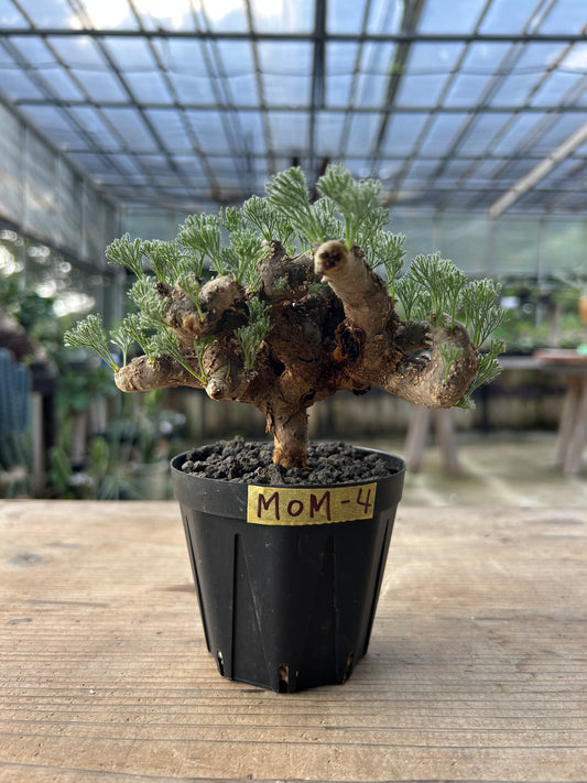 MOM-4  モンソニア・ムルチフィダ