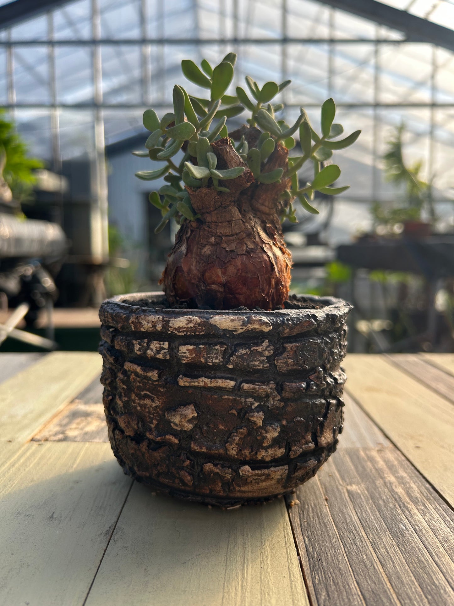 CP-8 ケラリア・ピグマエア