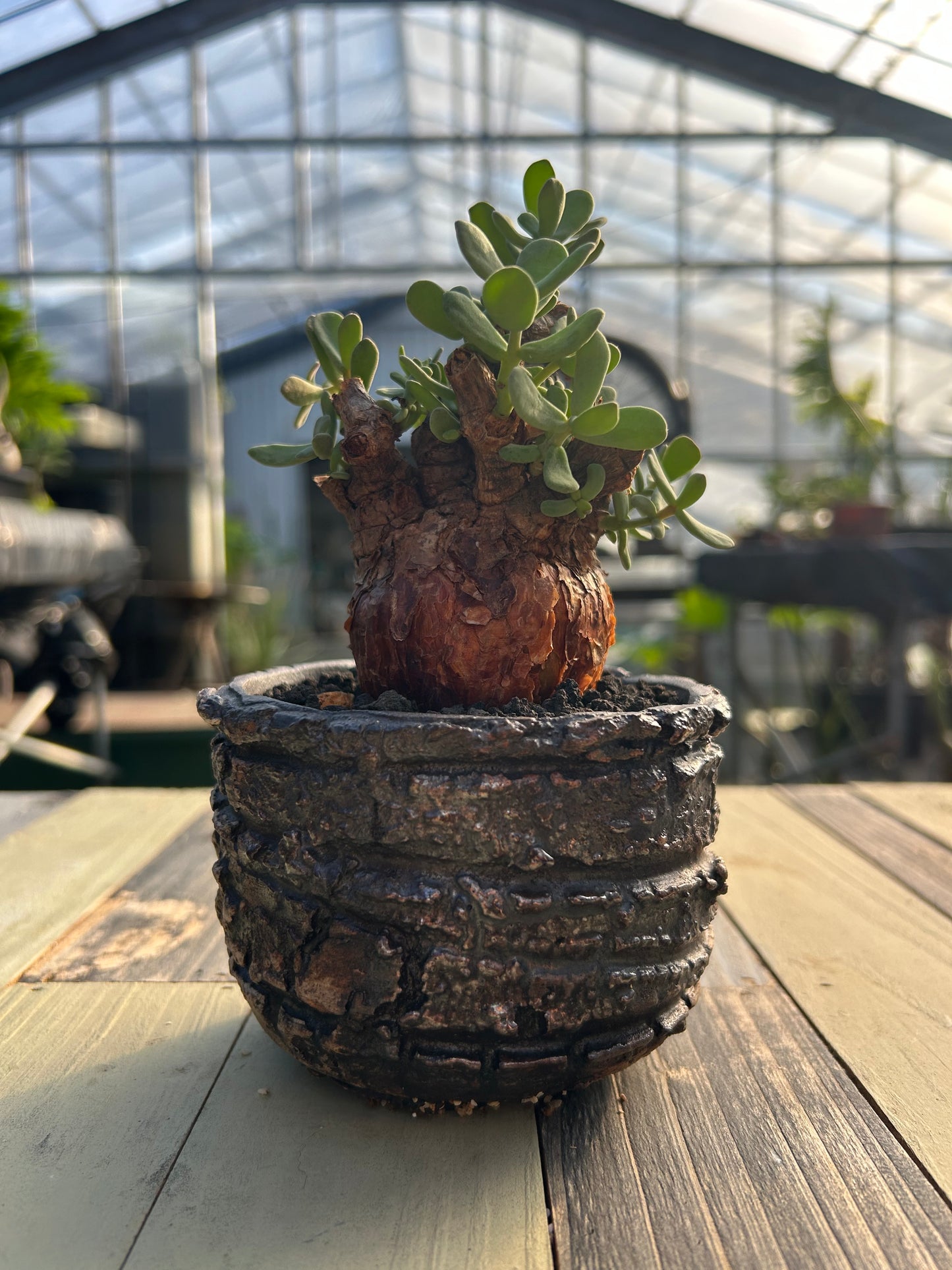 CP-8 ケラリア・ピグマエア