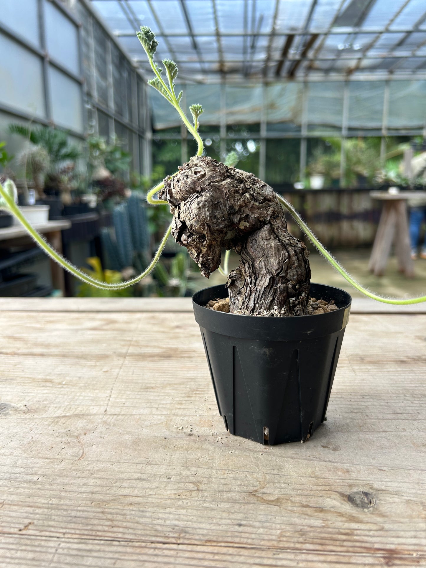 PT-7  ペラルゴニウム・トリステ