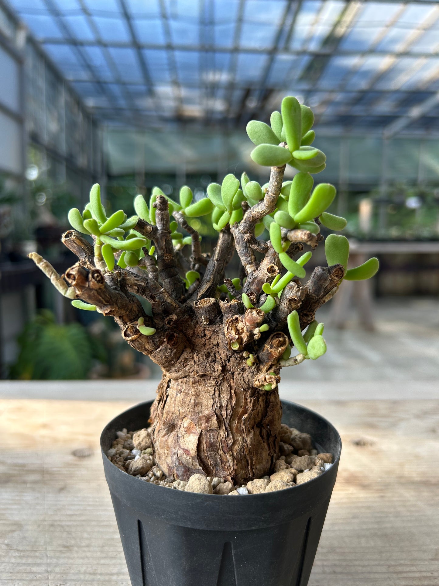 CP-11  ケラリア・ピグマエア