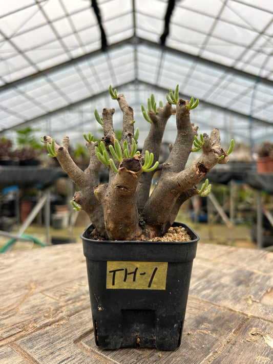 TH-1  チレコドン・ハリー