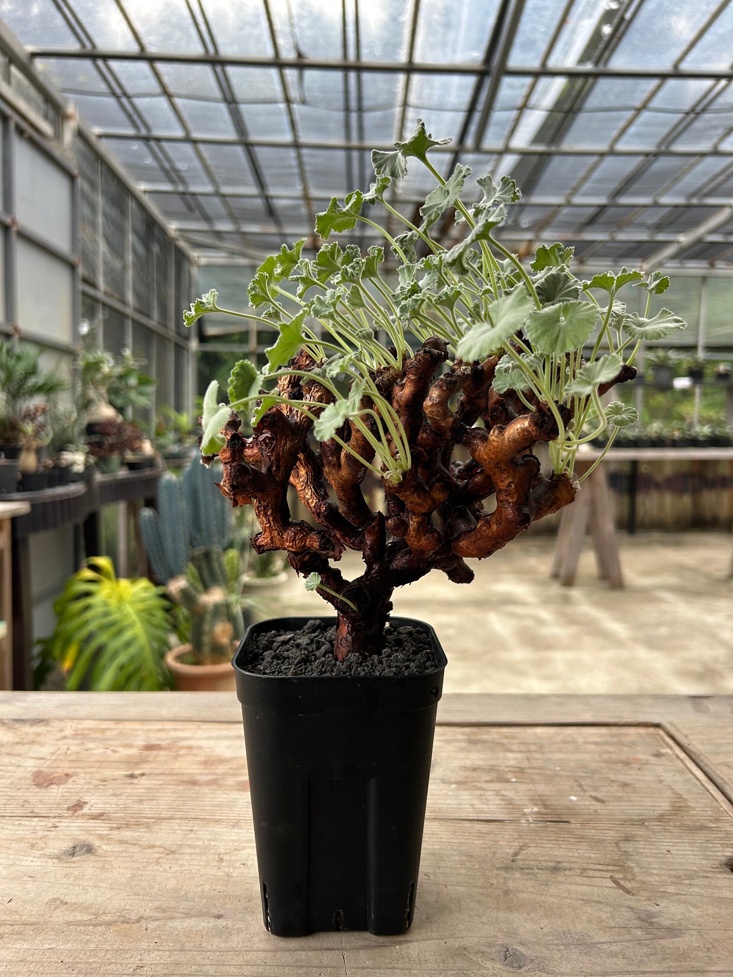 PM -3  ペラルゴニウム・ミラビレ