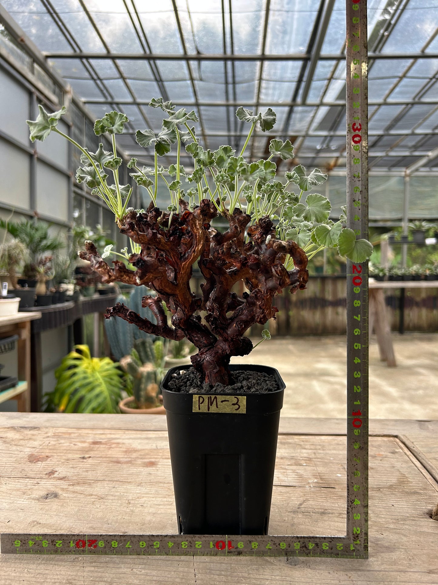 PM -3  ペラルゴニウム・ミラビレ