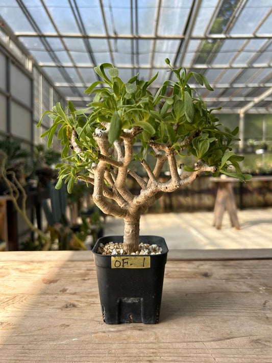 OF-1 オトンナ・フルカタ