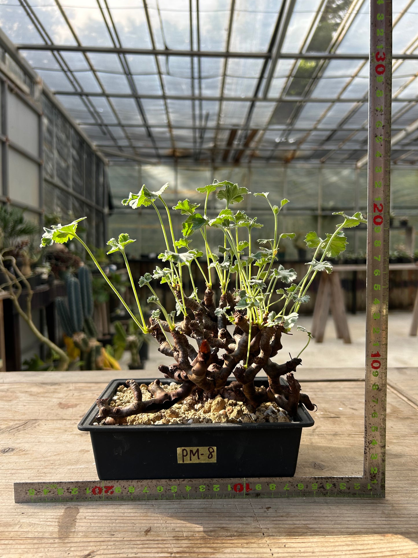 PM-8ペラルゴニウム・ミラビレ