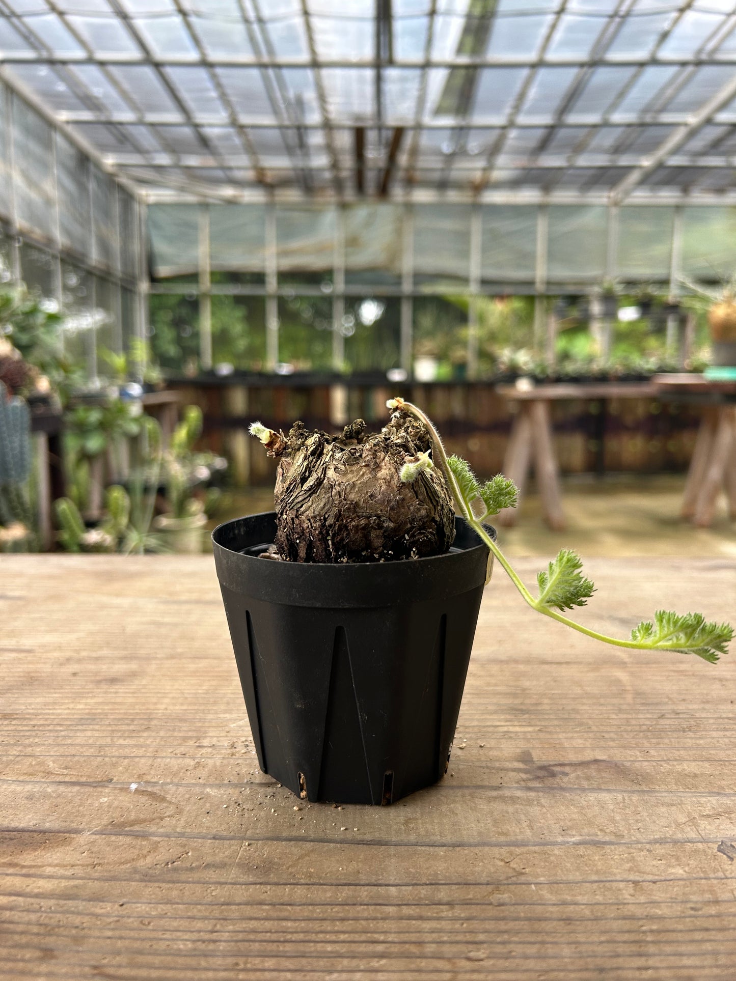 PT-6  ペラルゴニウム・トリステ