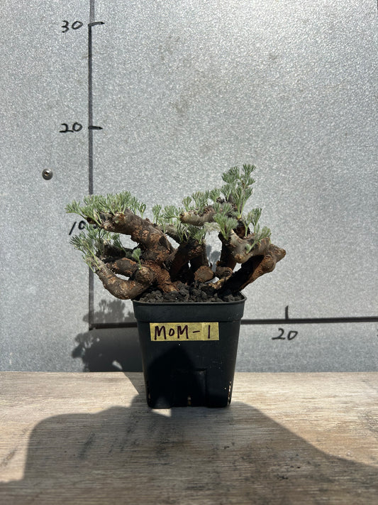 MOM-1 モンソニア・ムルチフィダ