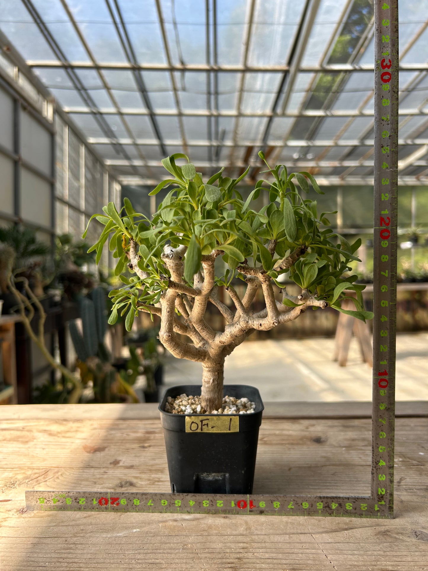 OF-1 オトンナ・フルカタ