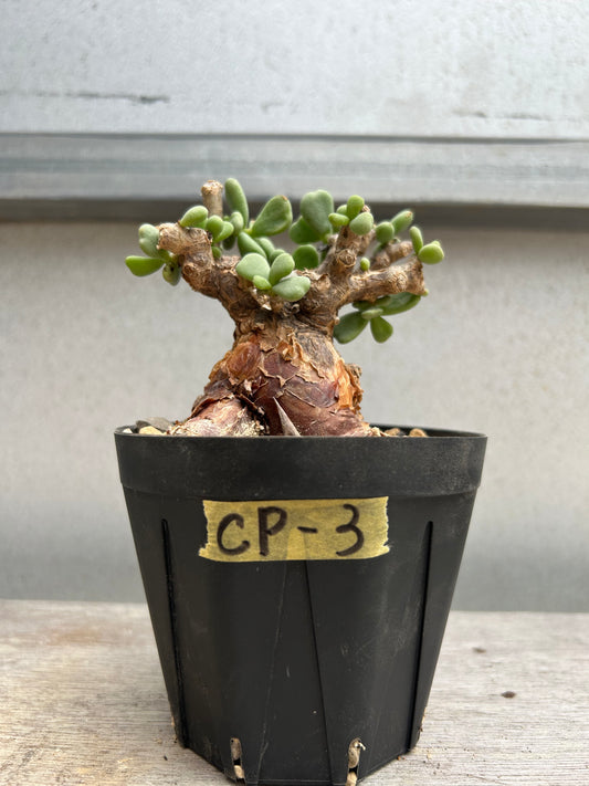 CP-3 ケラリア・ピグマエア