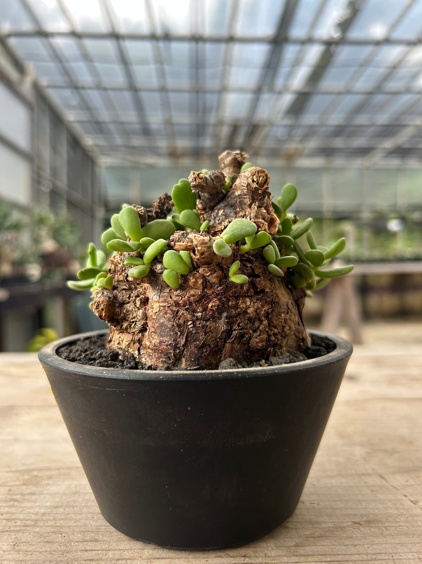 CP-13  ケラリア・ピグマエア