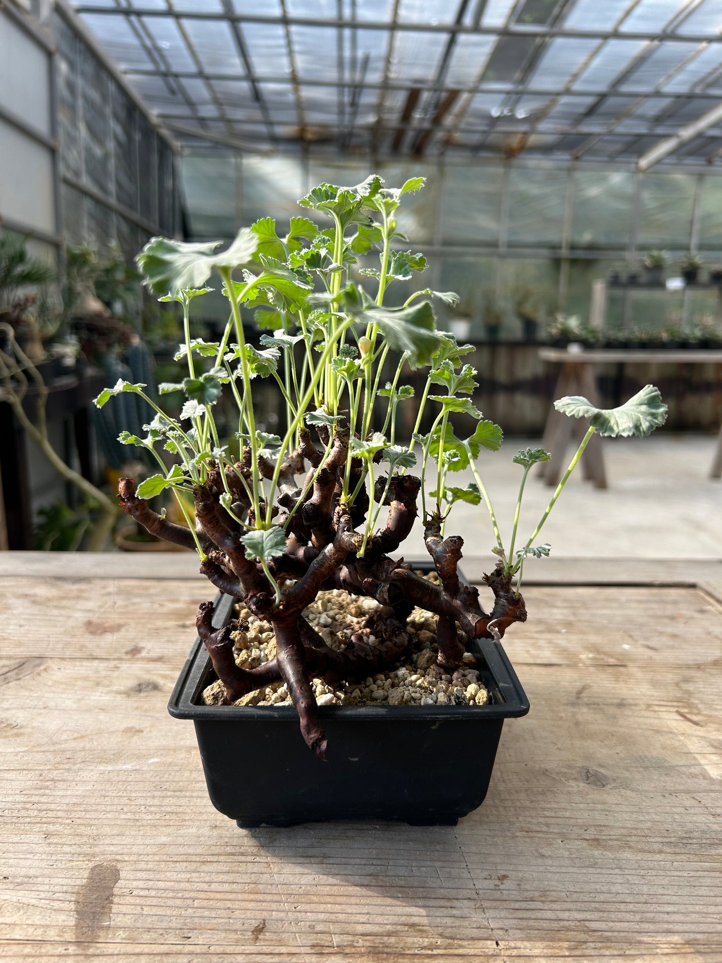 PM-8ペラルゴニウム・ミラビレ