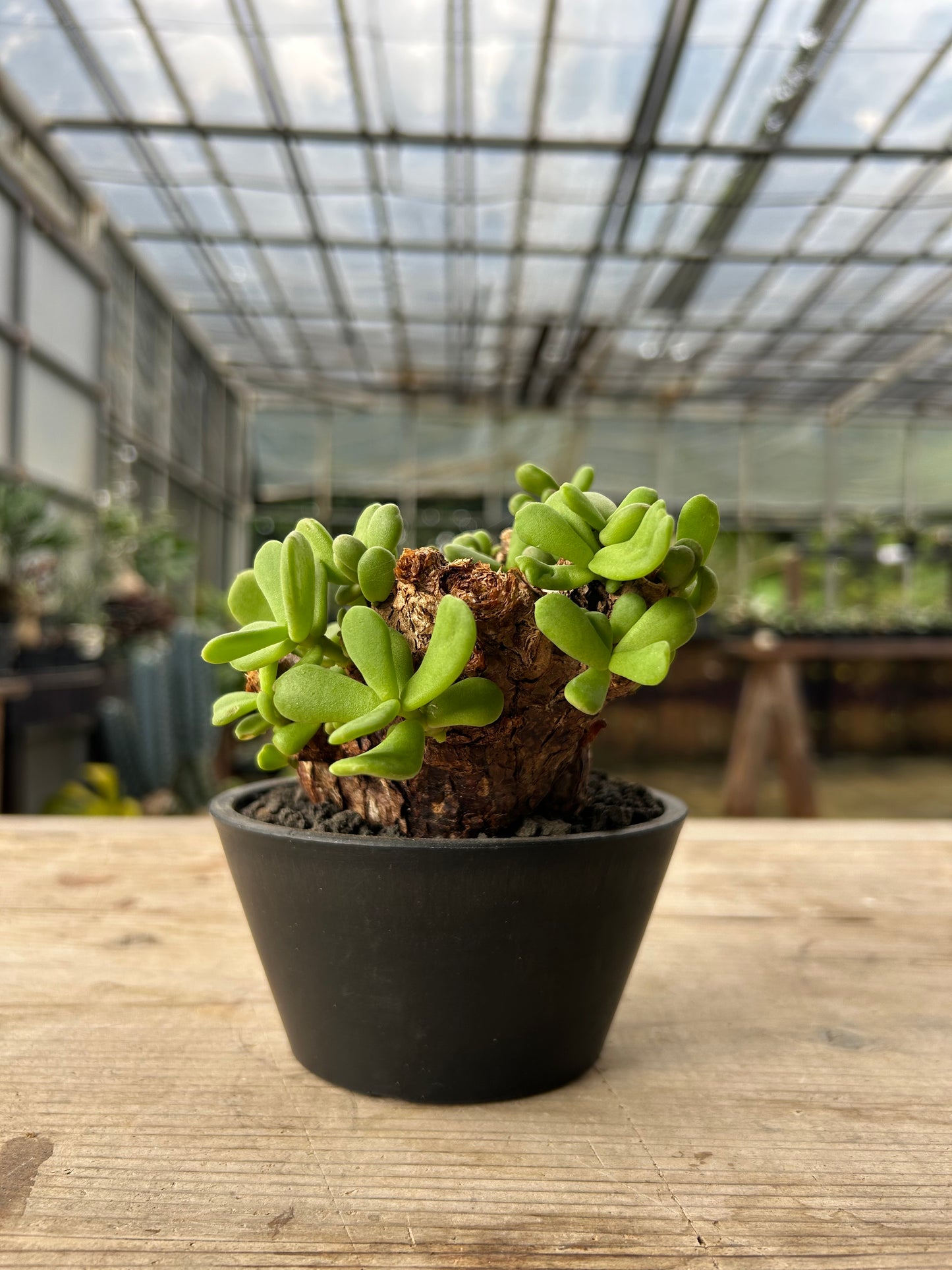 CP-14  ケラリア・ピグマエア