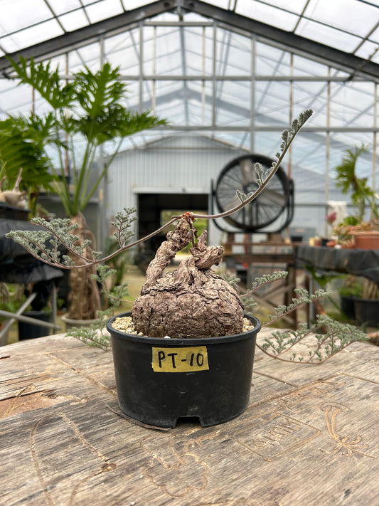 PT-10  ペラルゴニウム・トリステ