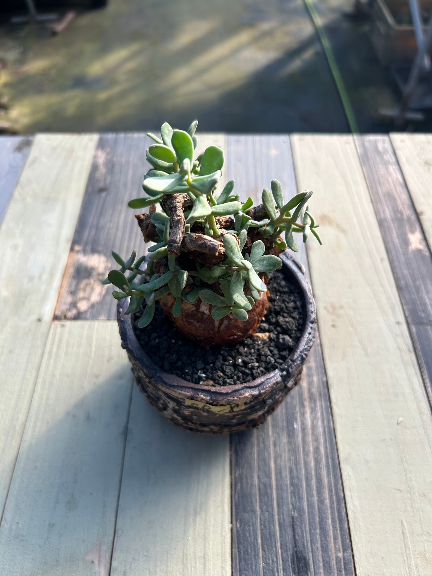 CP-8 ケラリア・ピグマエア