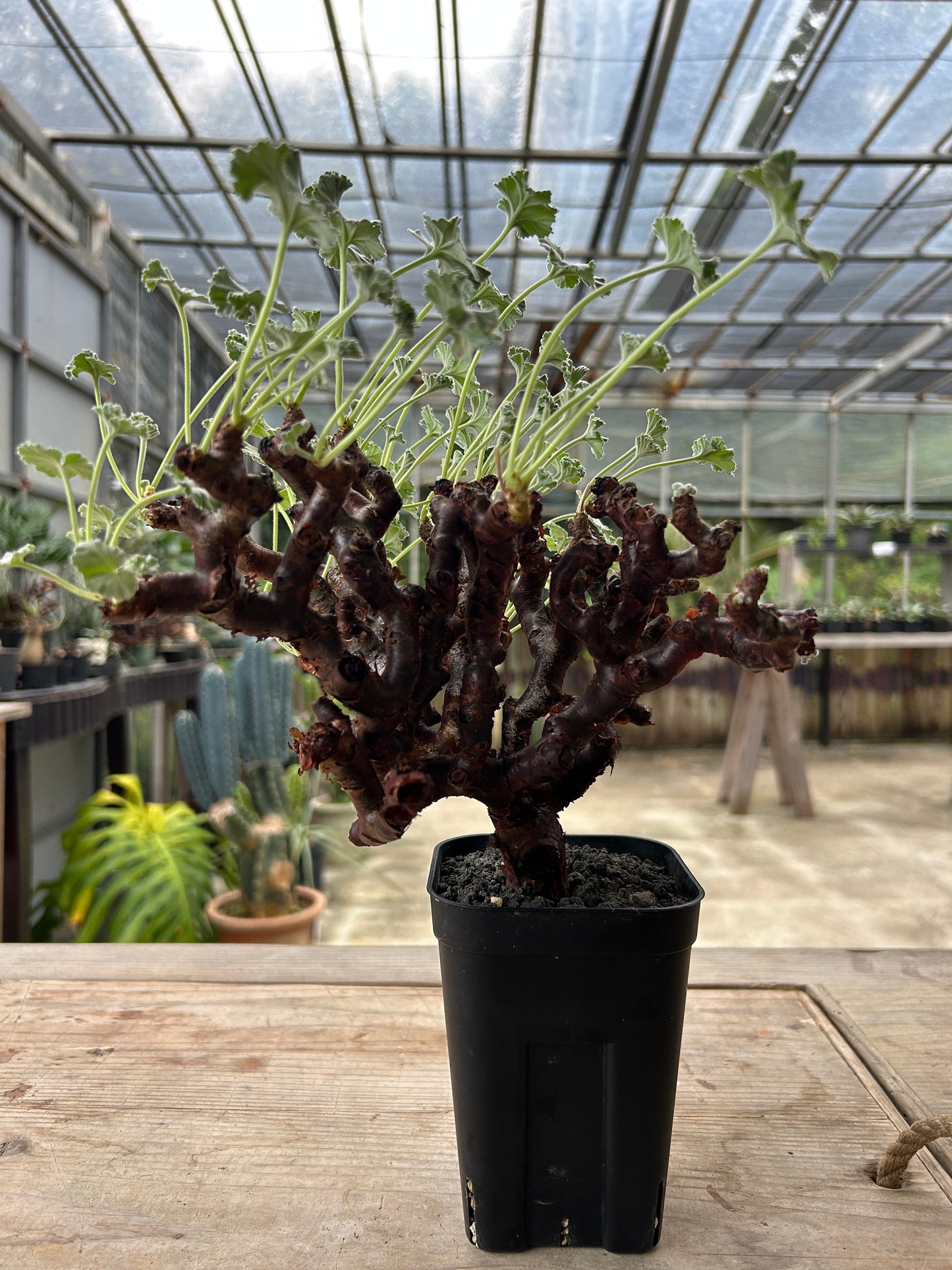 PM -3  ペラルゴニウム・ミラビレ