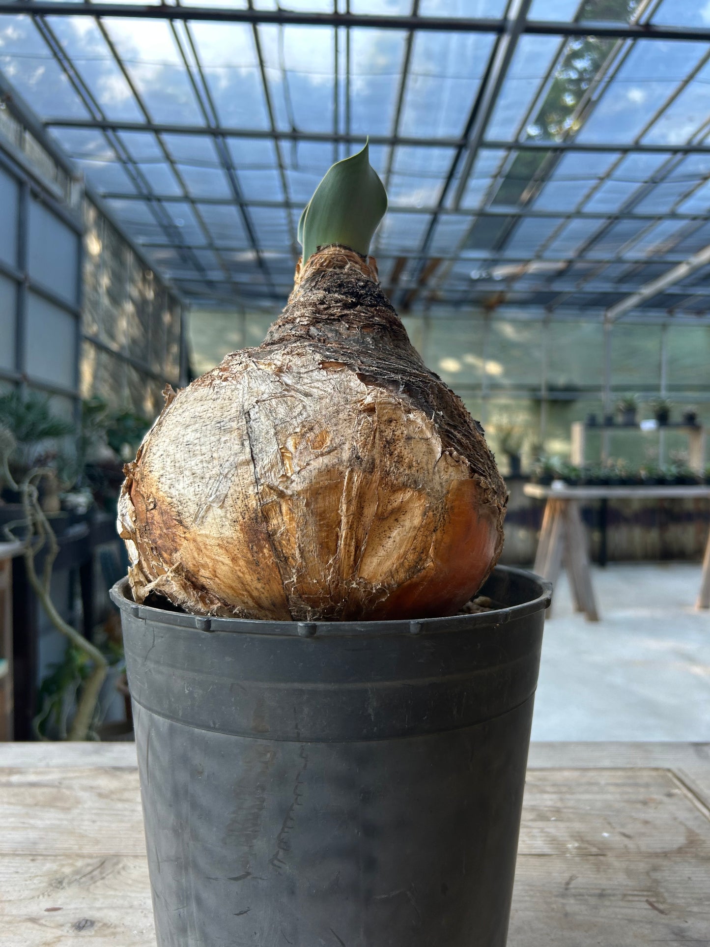 BH-1 ブーファン・ハエマンソイデス