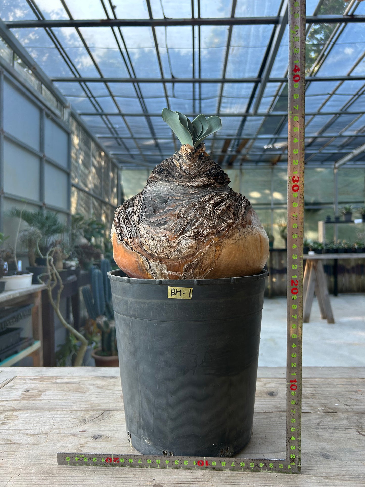 BH-1 ブーファン・ハエマンソイデス