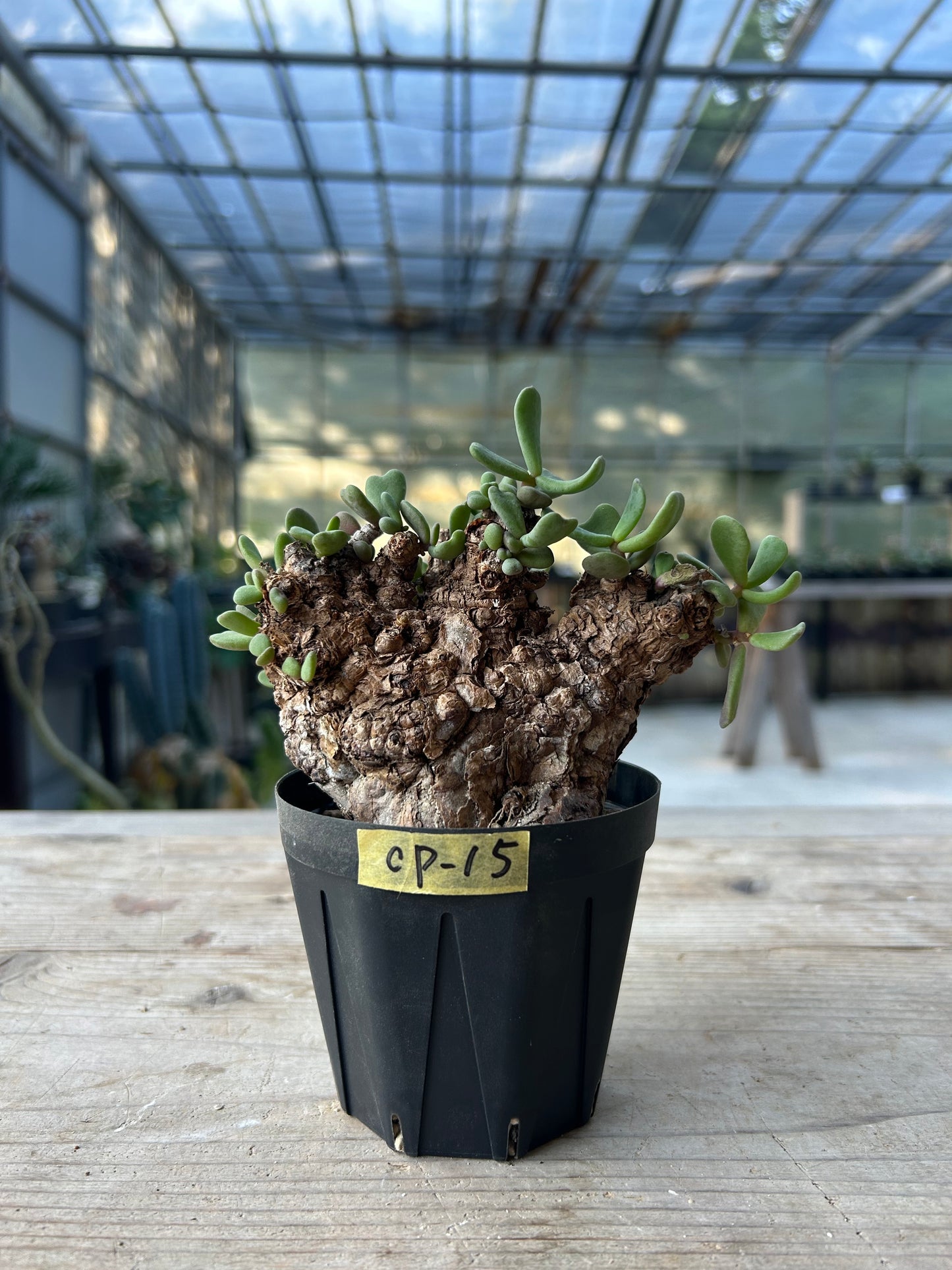 CP-15 ケラリア・ピグマエア