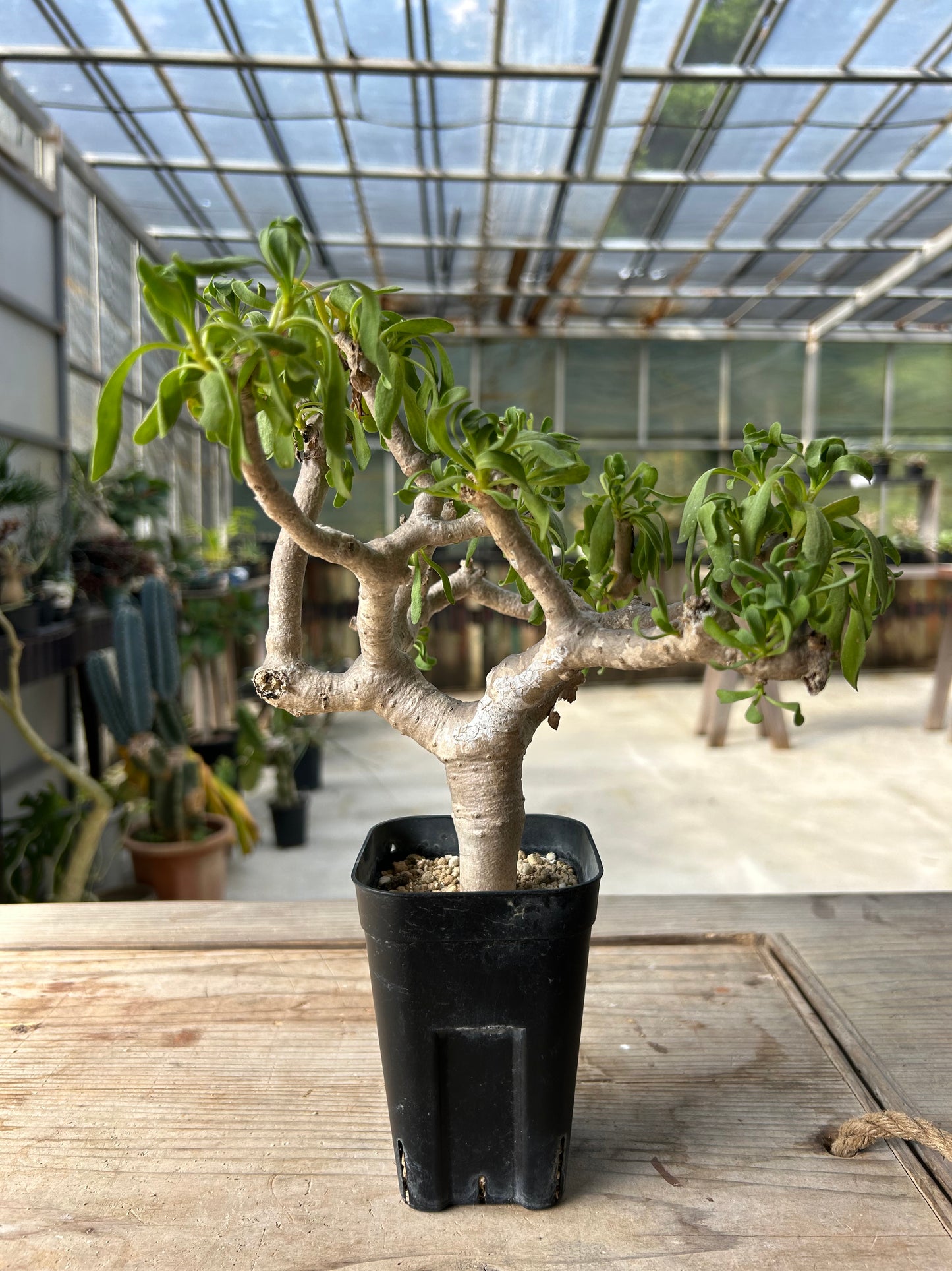 OF-2 オトンナ・フルカタ