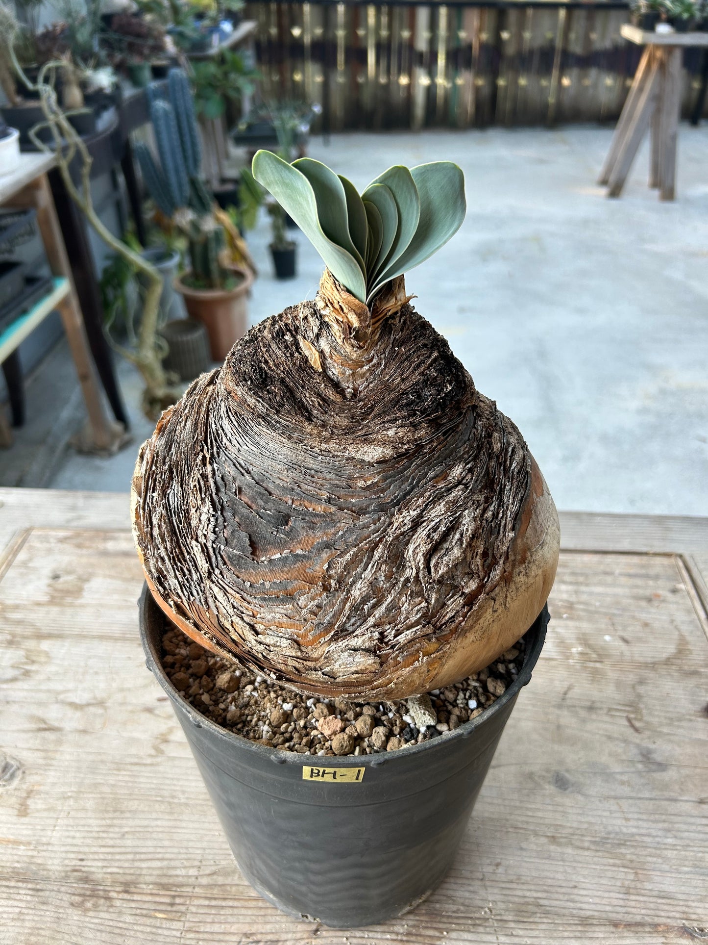 BH-1 ブーファン・ハエマンソイデス