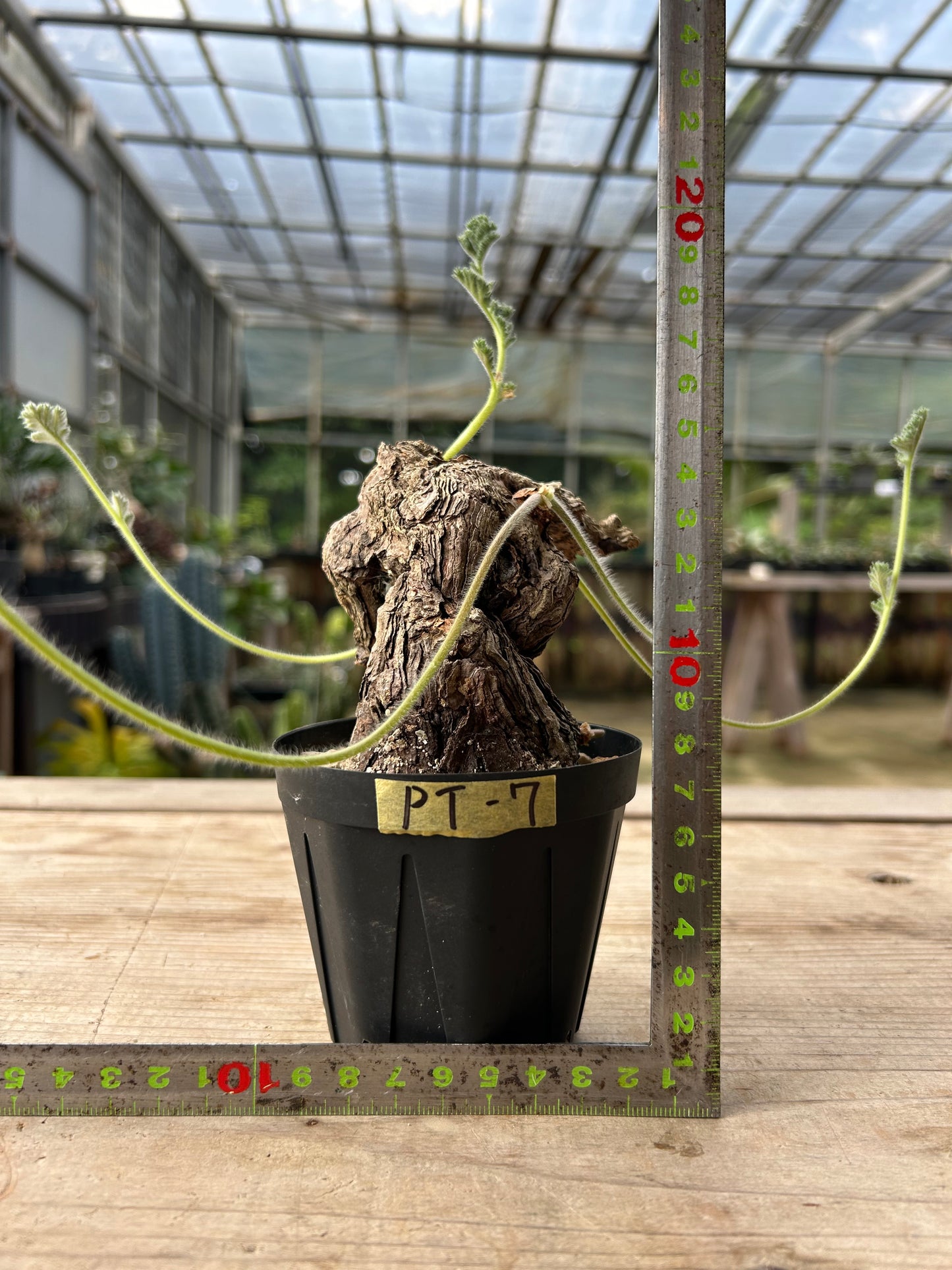 PT-7  ペラルゴニウム・トリステ