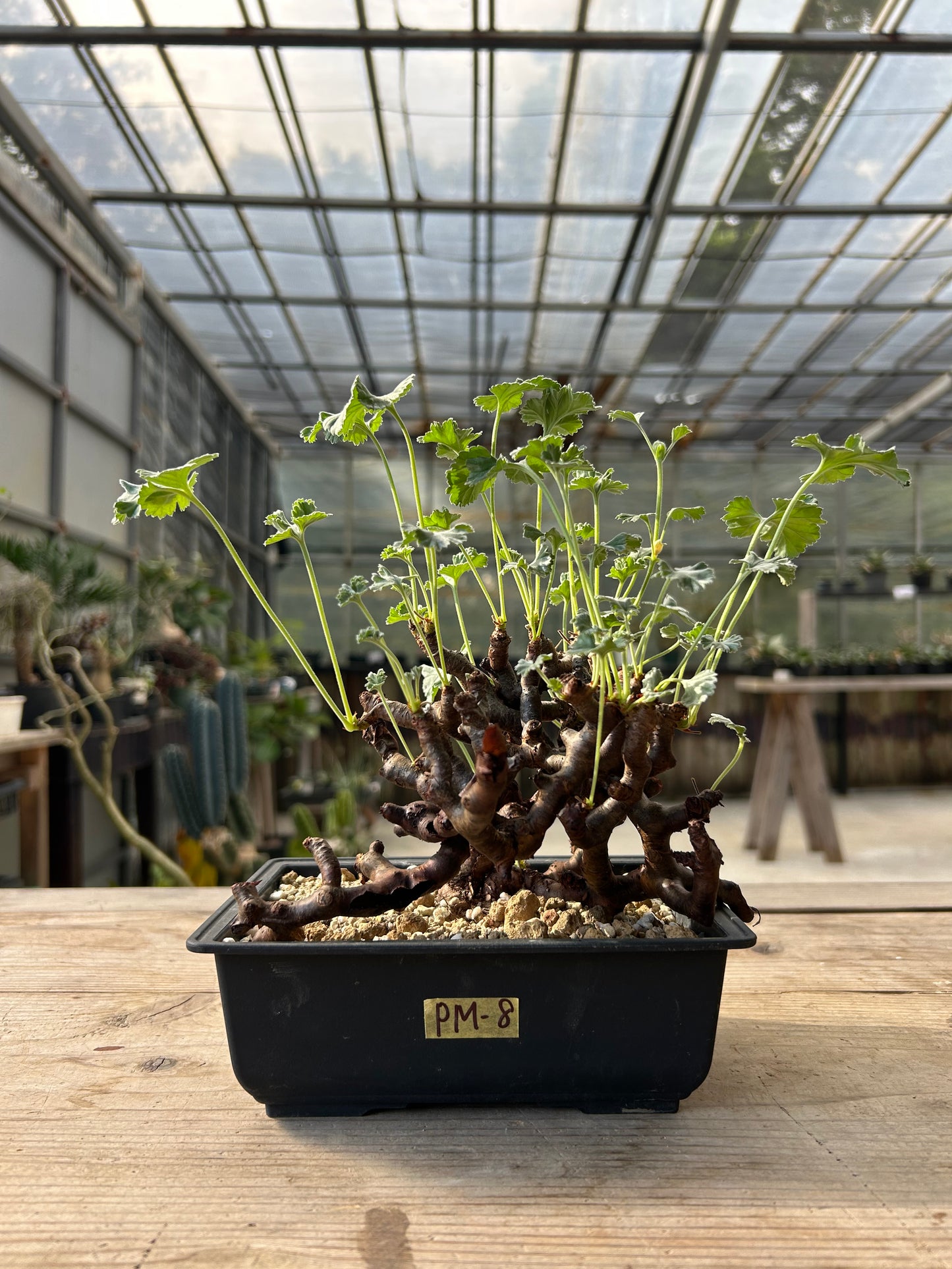 PM-8ペラルゴニウム・ミラビレ