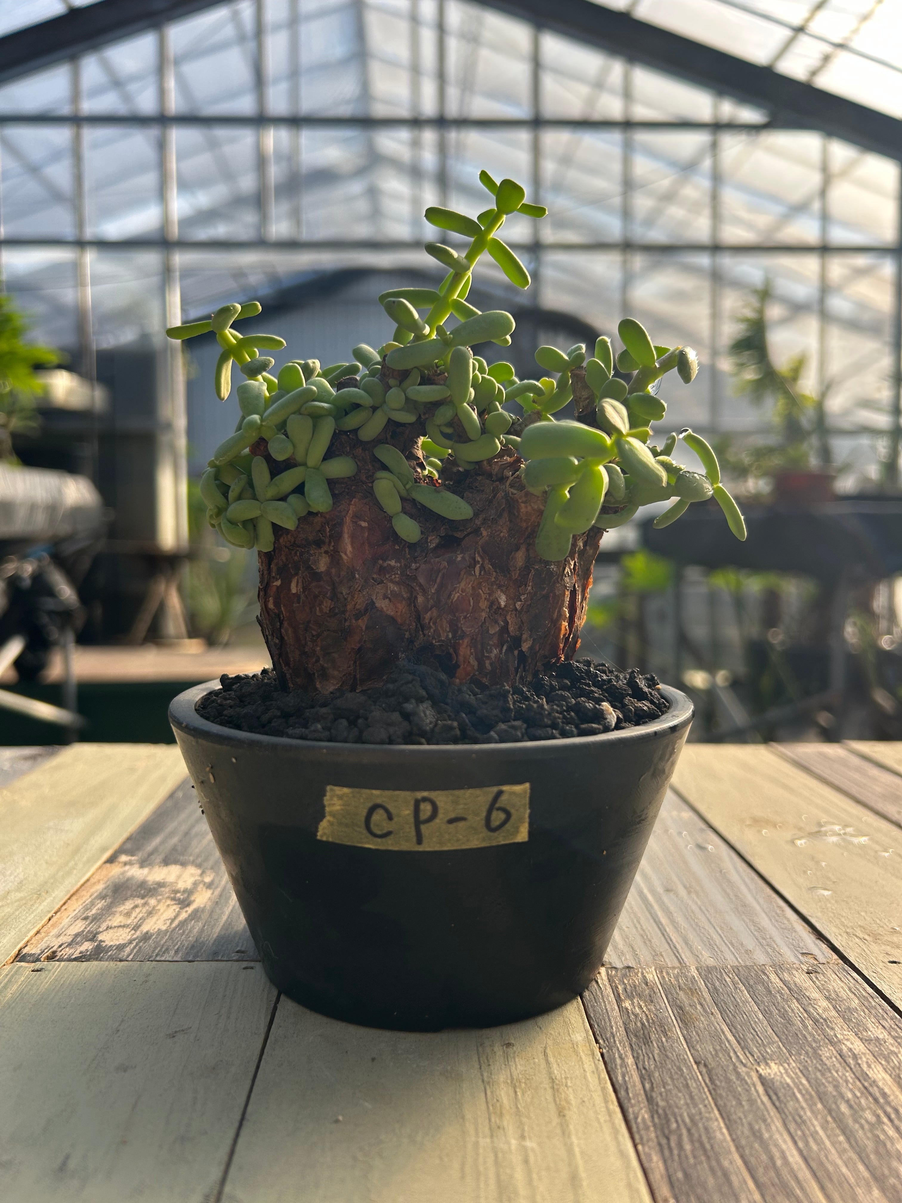 【現地株】ケラリアピグマ 現品限り】ケラリア・ピグマエア 現地株 大株【Z45】 Ceraria pygmaea