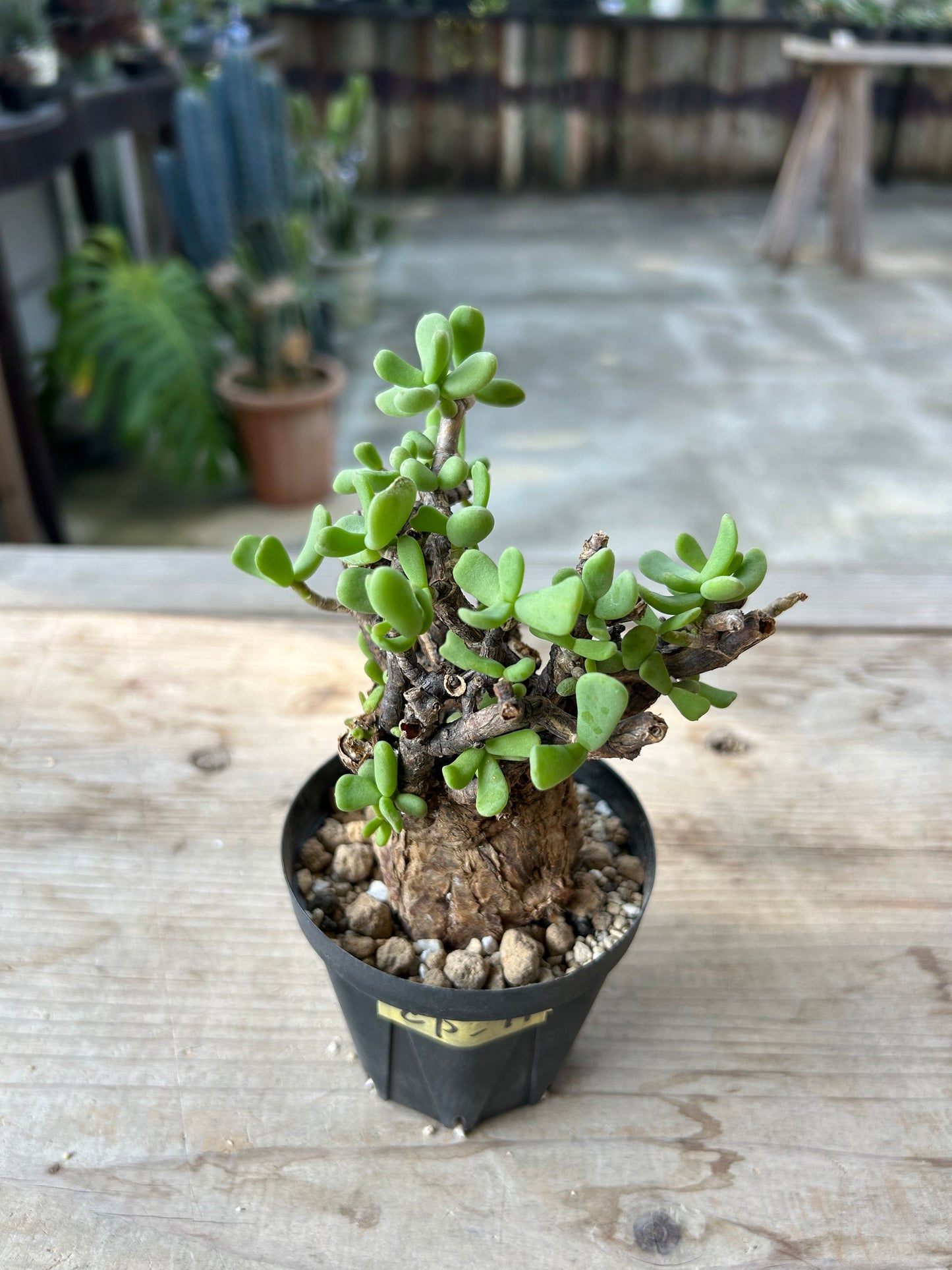 CP-11  ケラリア・ピグマエア