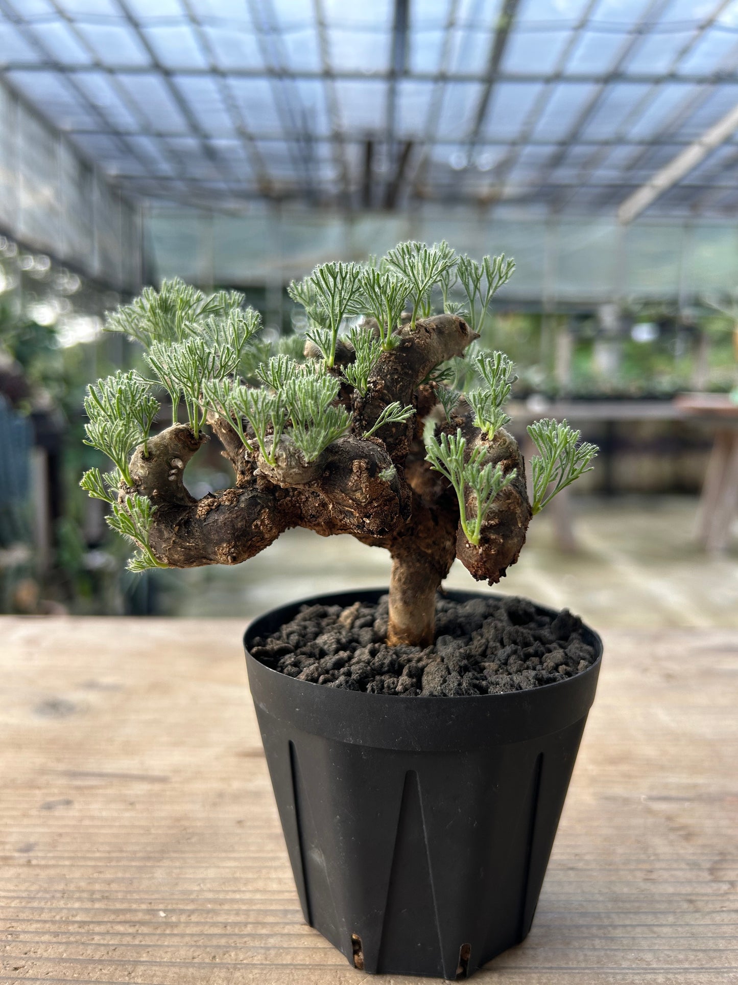 MOM-4  モンソニア・ムルチフィダ