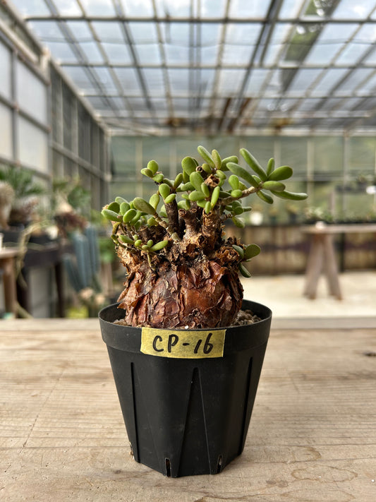 CP-16 ケラリア・ピグマエア