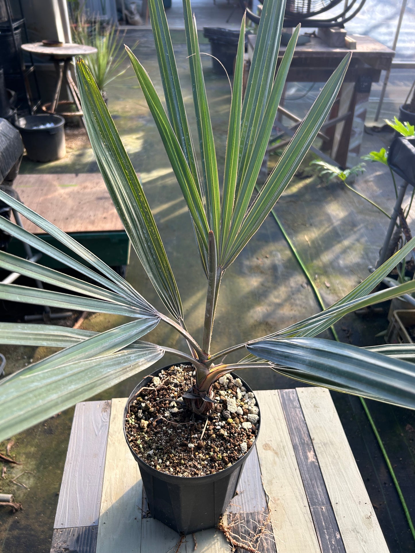 BS-1￼ビスマルキア　ノビリス　シルバー　