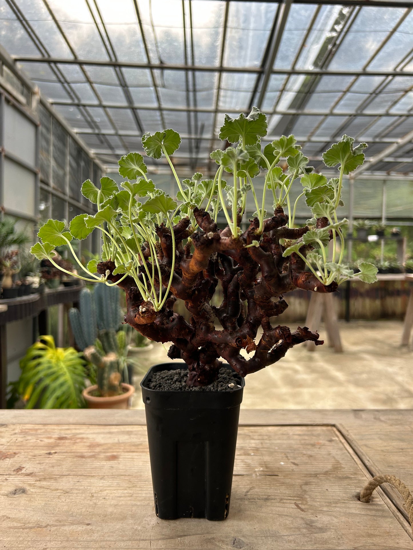 PM -3  ペラルゴニウム・ミラビレ