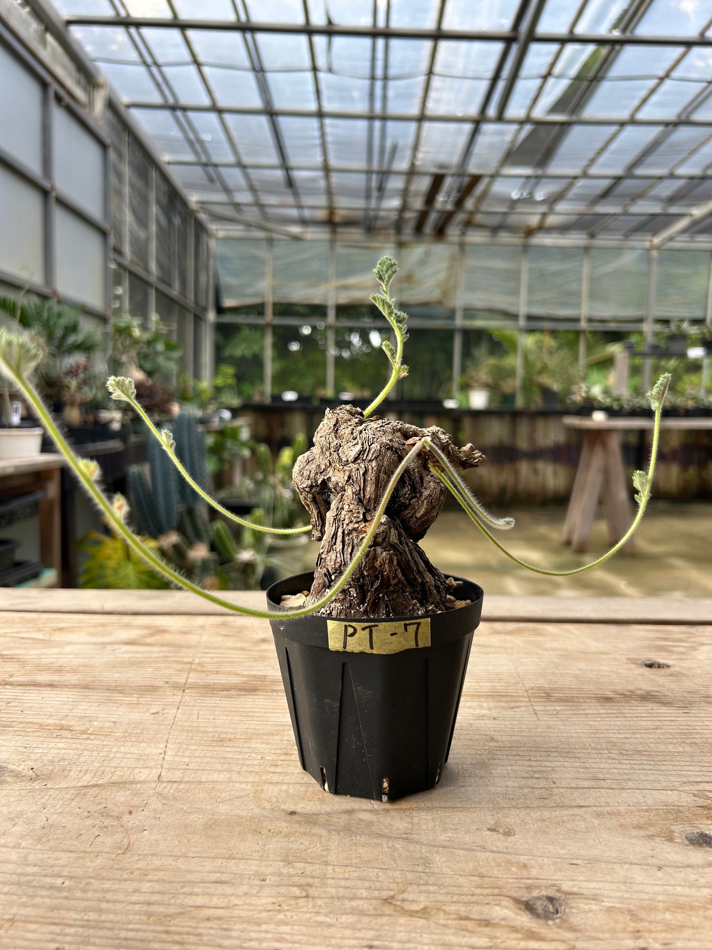 PT-7  ペラルゴニウム・トリステ