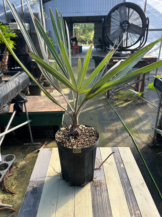 BS-1￼ビスマルキア　ノビリス　シルバー　