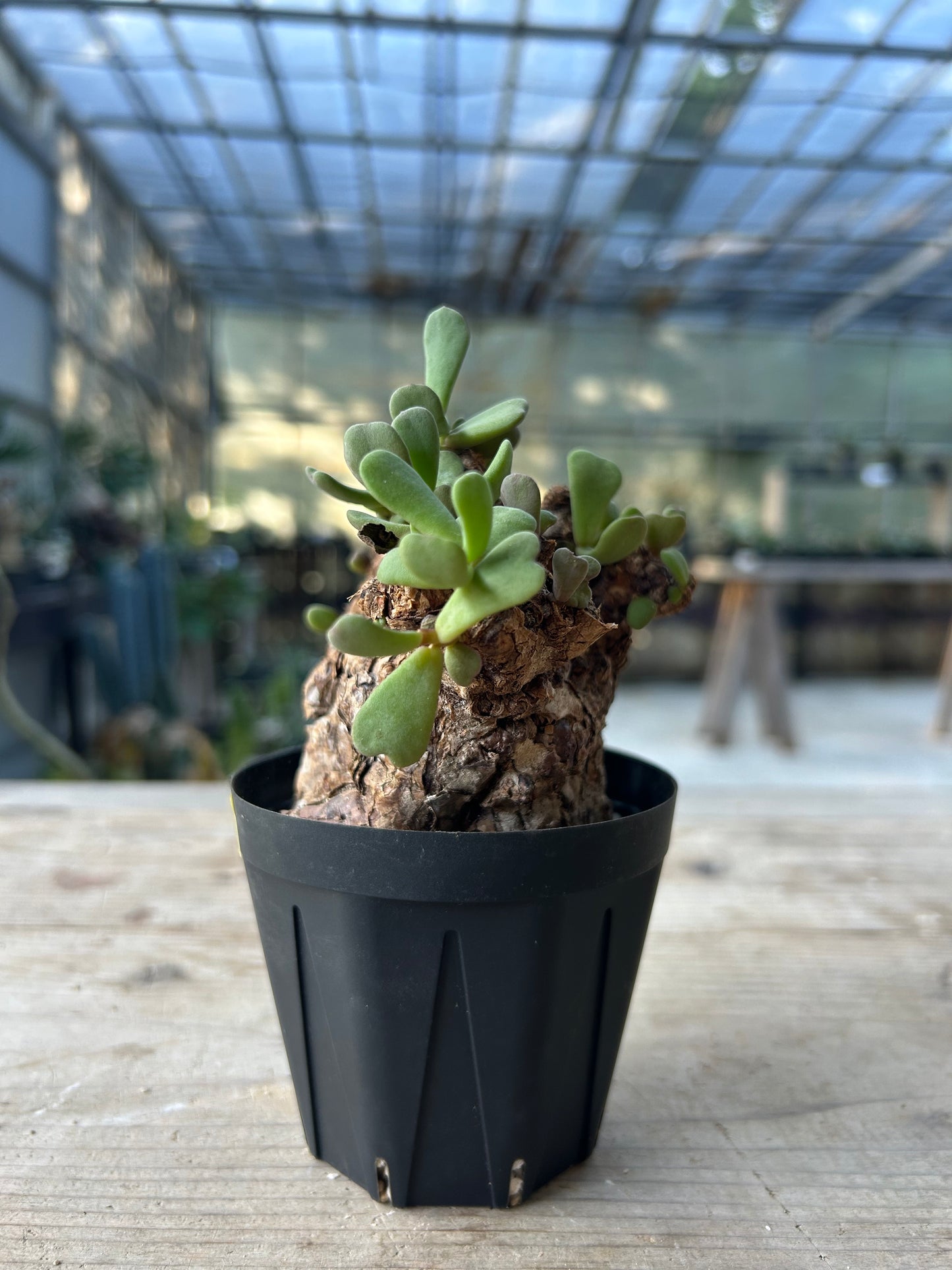 CP-15 ケラリア・ピグマエア