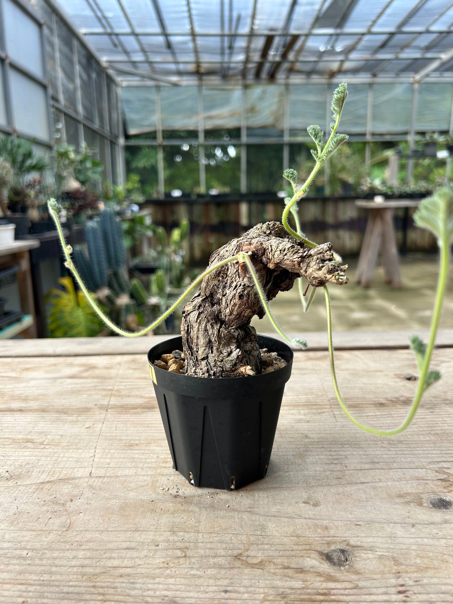 PT-7  ペラルゴニウム・トリステ