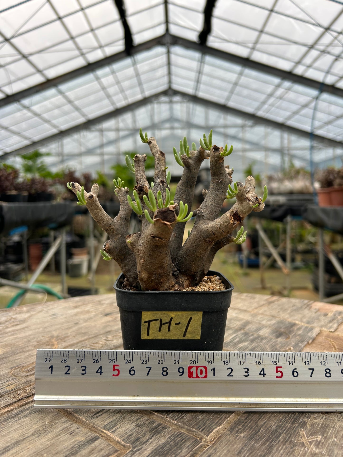 TH-1  チレコドン・ハリー