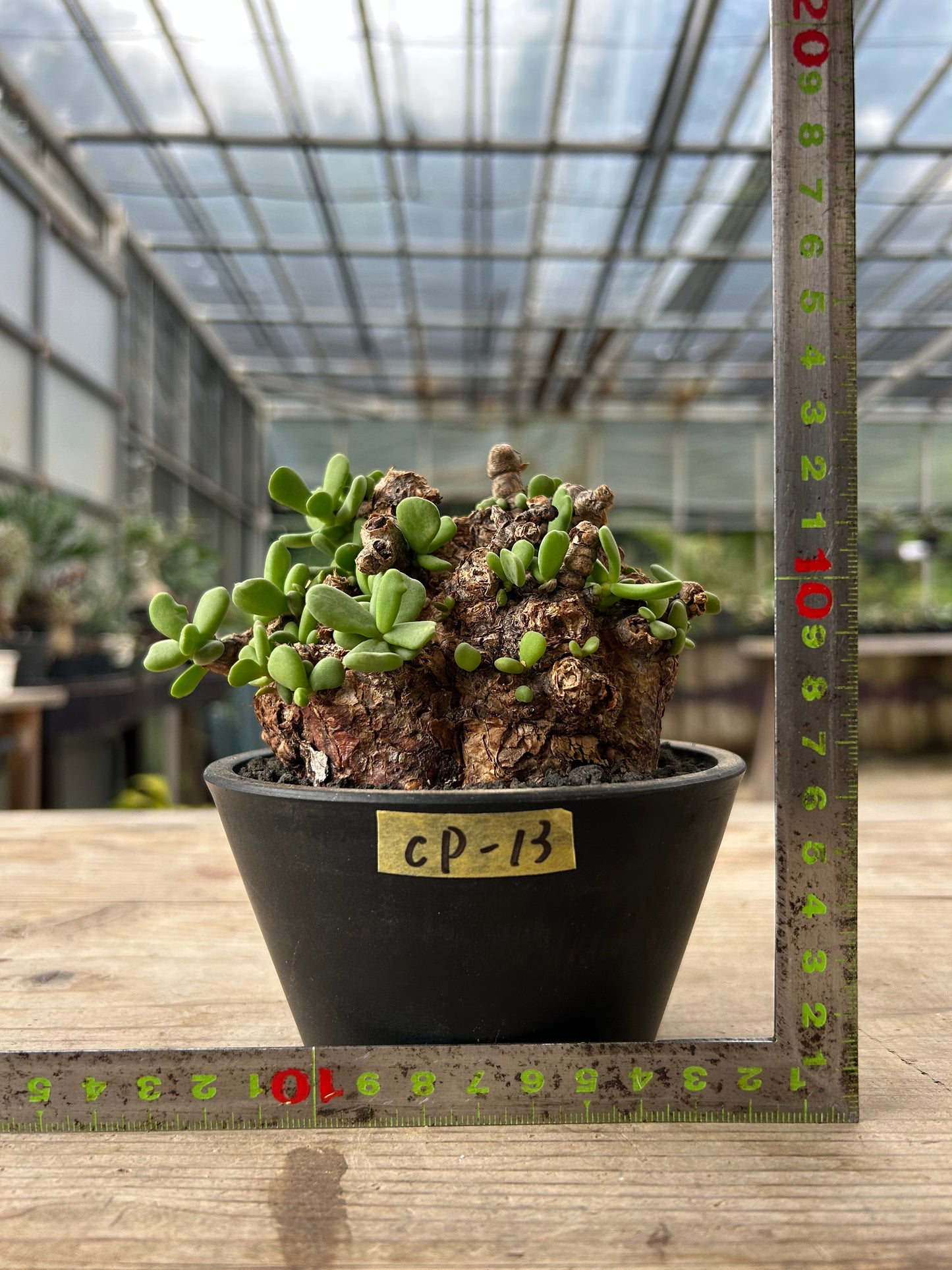 CP-13  ケラリア・ピグマエア