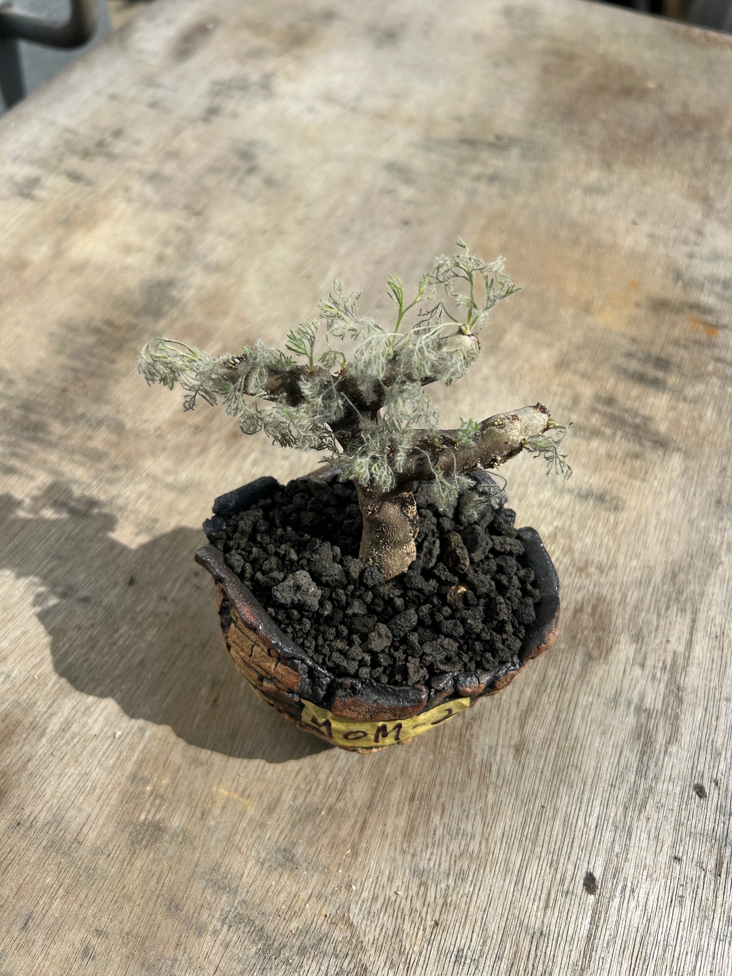 MOM-2  モンソニア・ムルチフィダ