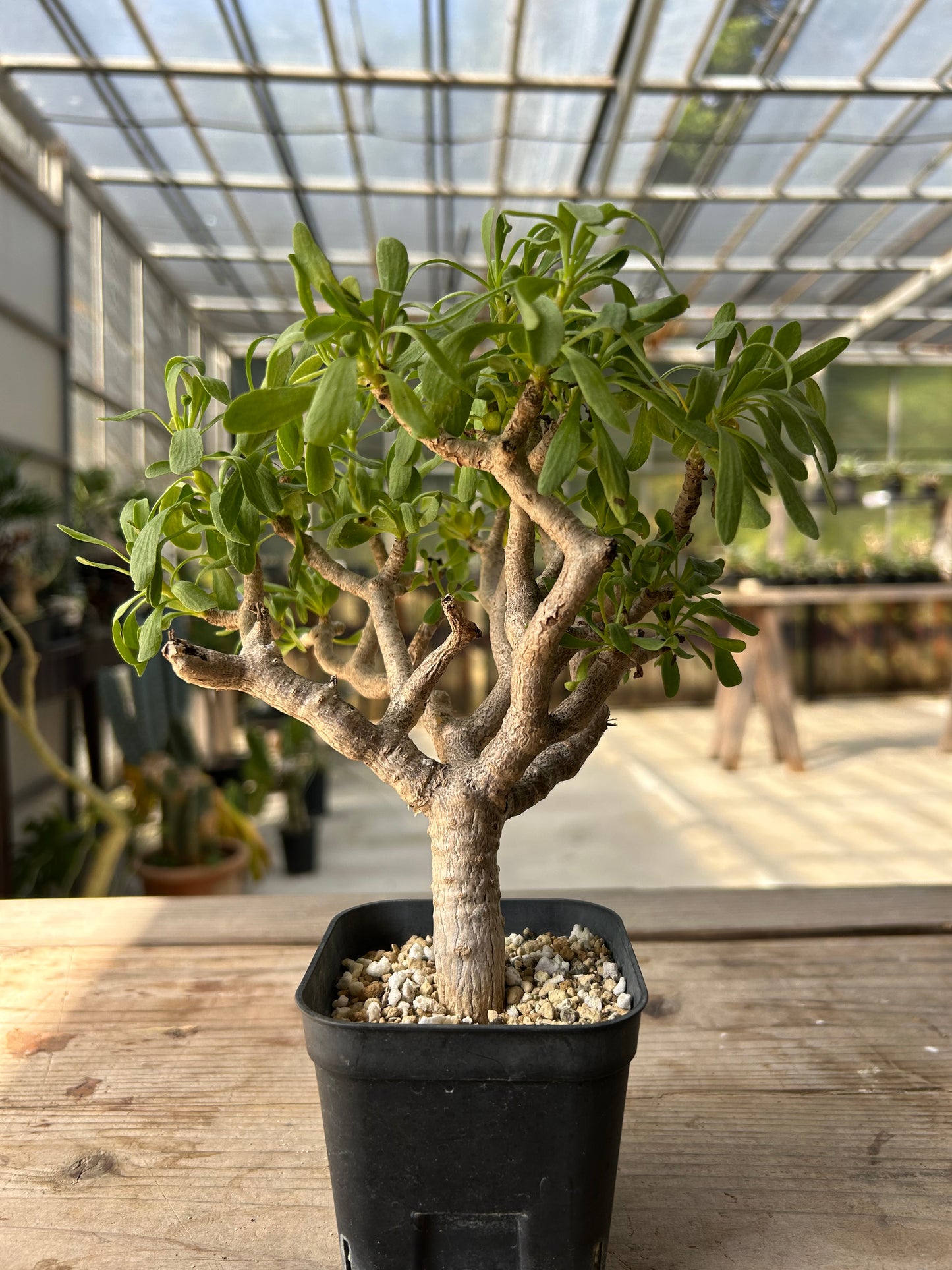 OF-1 オトンナ・フルカタ