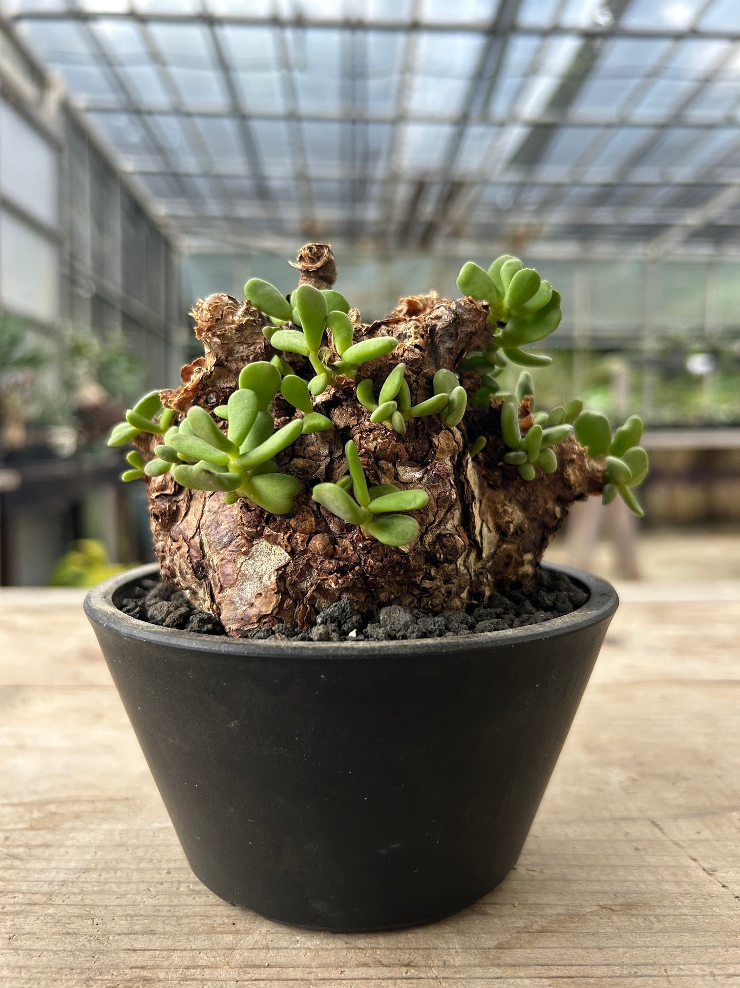 CP-13  ケラリア・ピグマエア