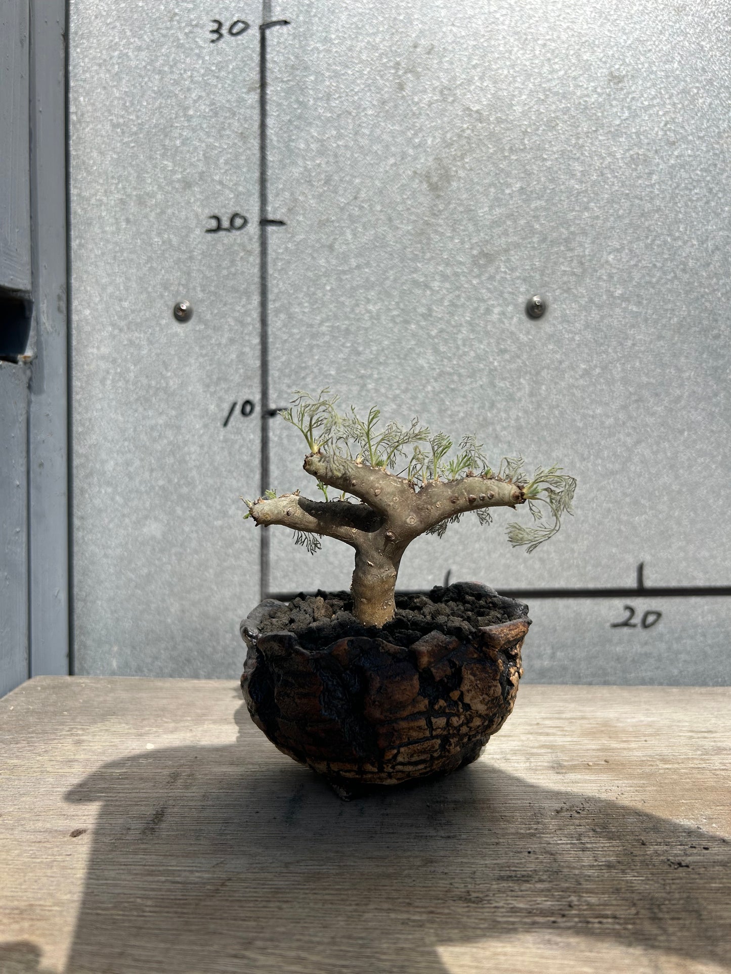 MOM-2  モンソニア・ムルチフィダ