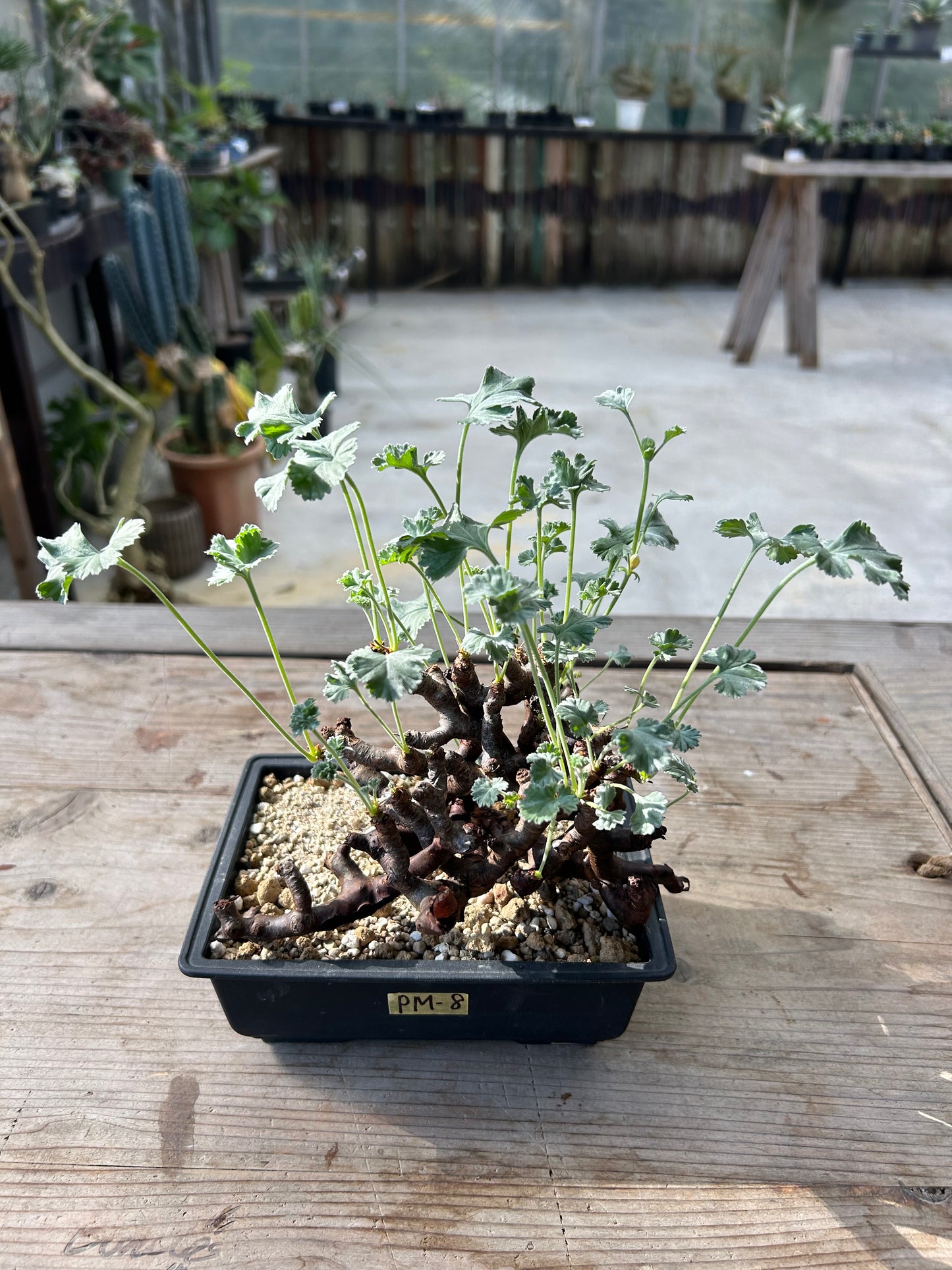 PM-8ペラルゴニウム・ミラビレ